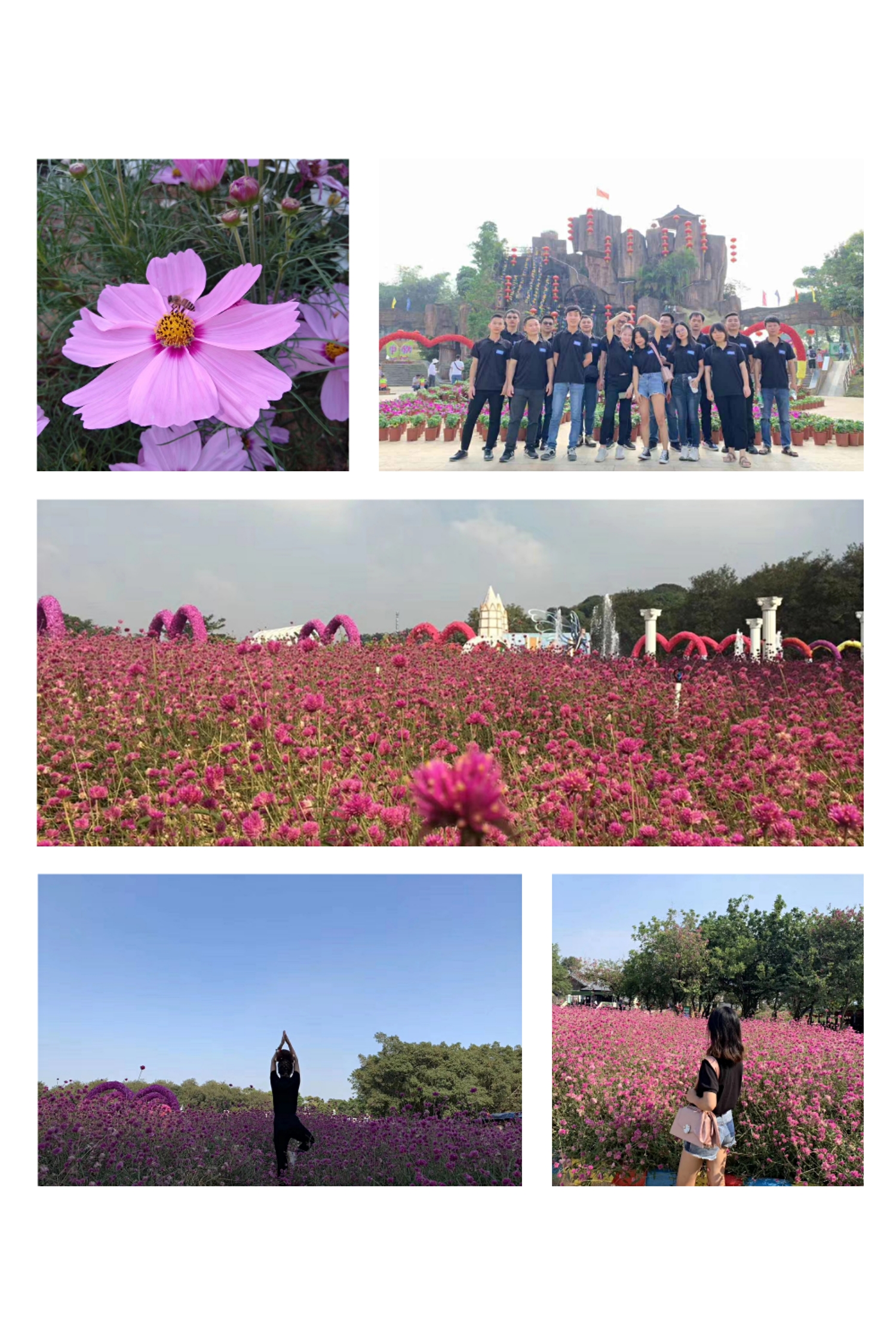 安信员工风采-团游松山湖赏花2019.9